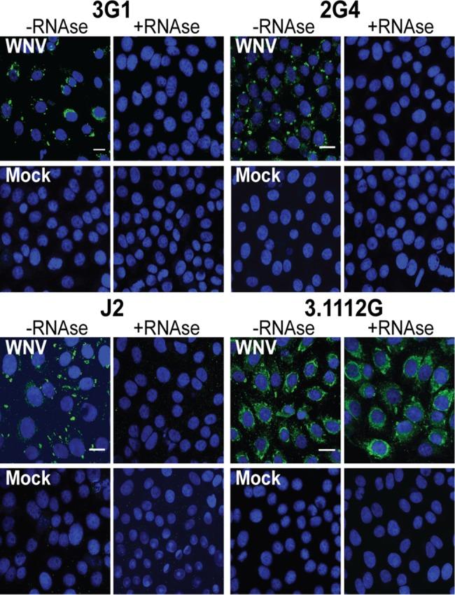 https://cdn.ncbi.nlm.nih.gov/pmc/blobs/b6d2/4370754/9f613bcc4cdf/pntd.0003629.g006.jpg
