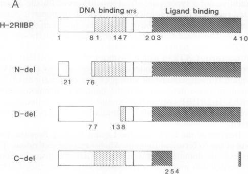 https://cdn.ncbi.nlm.nih.gov/pmc/blobs/b6d6/48360/27cfed9c96f2/pnas01077-0156-a.jpg