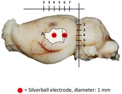 https://cdn.ncbi.nlm.nih.gov/pmc/blobs/b6d7/3149050/5ad0bb5cb37d/pone.0022790.g001.jpg