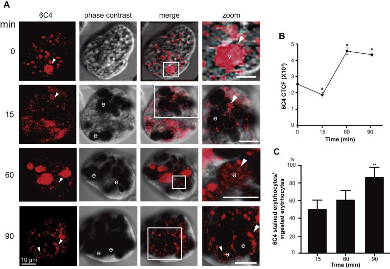 https://cdn.ncbi.nlm.nih.gov/pmc/blobs/b6e0/5600446/3bad7ab6d0a8/gr7.jpg