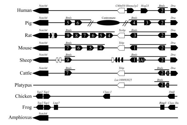 https://cdn.ncbi.nlm.nih.gov/pmc/blobs/b6e1/3091662/512ad2291b3b/1471-2164-11-466-3.jpg