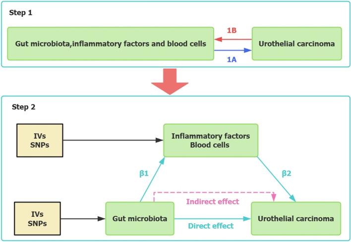 https://cdn.ncbi.nlm.nih.gov/pmc/blobs/b6e2/12311077/90293736e138/12672_2025_3219_Fig1_HTML.jpg