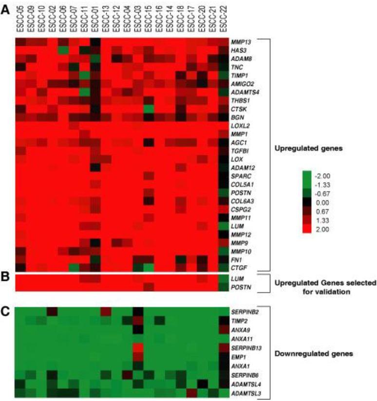 https://cdn.ncbi.nlm.nih.gov/pmc/blobs/b6e3/3827595/6b3f48019b87/cancers-02-00133-g001.jpg