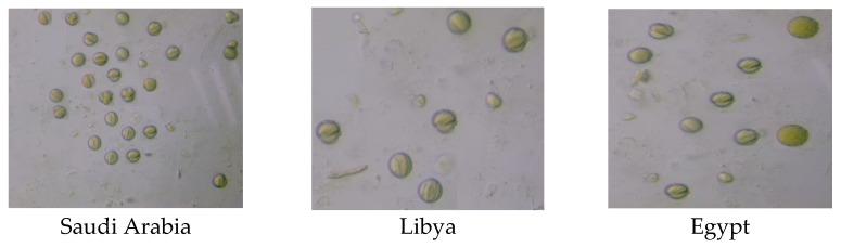 https://cdn.ncbi.nlm.nih.gov/pmc/blobs/b6e4/10144098/139d666f6901/insects-14-00319-g001.jpg