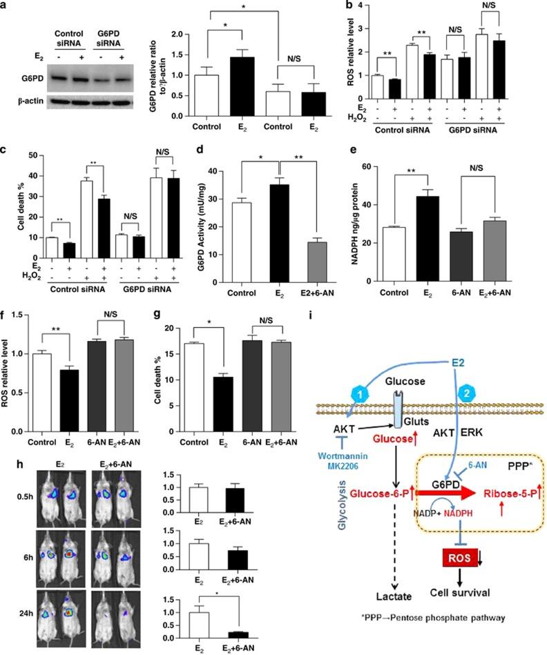 https://cdn.ncbi.nlm.nih.gov/pmc/blobs/b6e4/4047866/7a7cf7a48906/cddis2014204f6.jpg