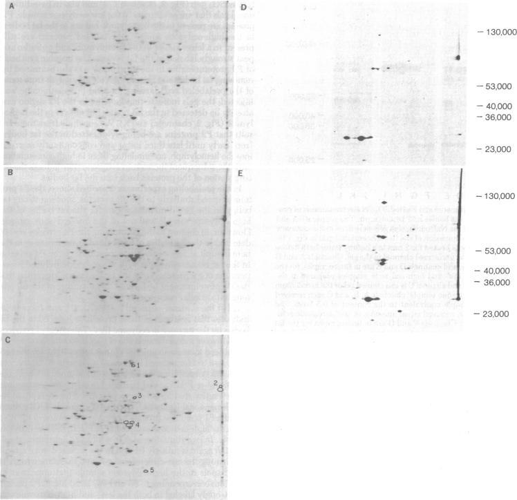 https://cdn.ncbi.nlm.nih.gov/pmc/blobs/b6e6/393008/6a324c010f1f/pnas00021-0333-a.jpg
