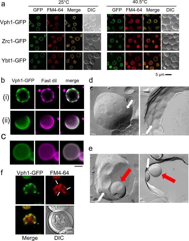 https://cdn.ncbi.nlm.nih.gov/pmc/blobs/b6e9/10533490/226fc88270a6/41598_2023_43232_Fig1_HTML.jpg