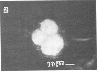https://cdn.ncbi.nlm.nih.gov/pmc/blobs/b6f1/240336/06ca7f525a41/aem00152-0136-a.jpg