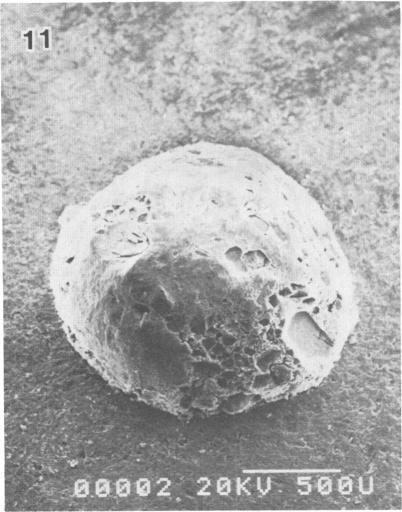 https://cdn.ncbi.nlm.nih.gov/pmc/blobs/b6f1/240336/f085fed02e67/aem00152-0138-d.jpg
