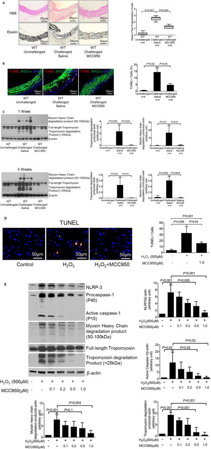 https://cdn.ncbi.nlm.nih.gov/pmc/blobs/b6f4/7428617/53b4cdf61a77/JAH3-9-e014044-g002.jpg