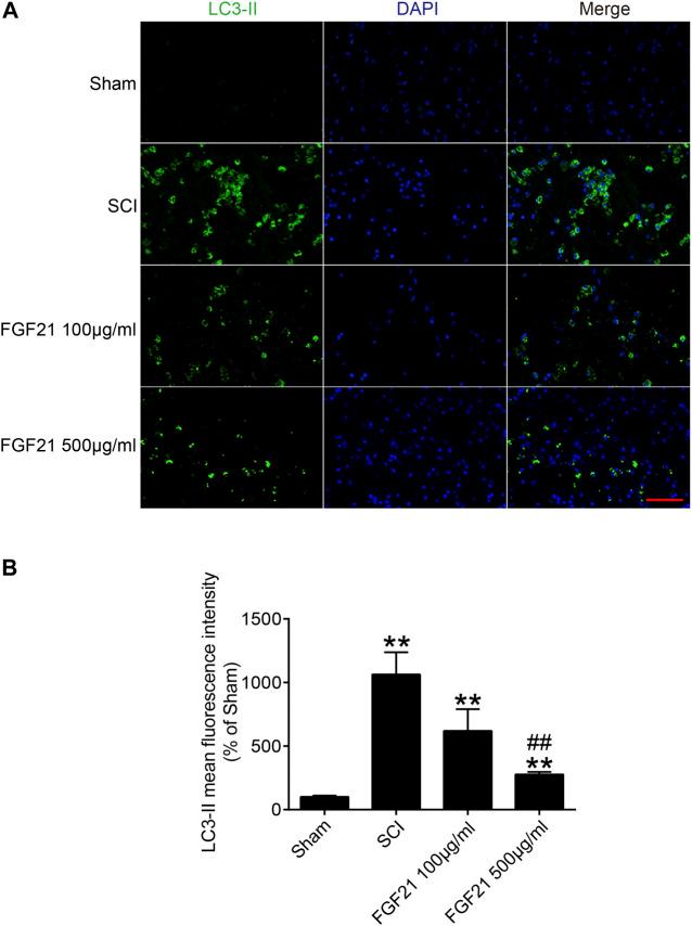 https://cdn.ncbi.nlm.nih.gov/pmc/blobs/b6f5/7873052/23e3bc242341/fphar-11-628369-g006.jpg
