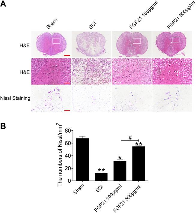 https://cdn.ncbi.nlm.nih.gov/pmc/blobs/b6f5/7873052/38eda76c35b8/fphar-11-628369-g003.jpg