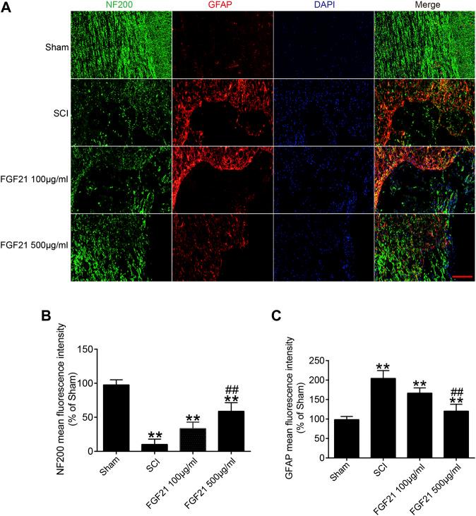 https://cdn.ncbi.nlm.nih.gov/pmc/blobs/b6f5/7873052/423e3439b084/fphar-11-628369-g005.jpg