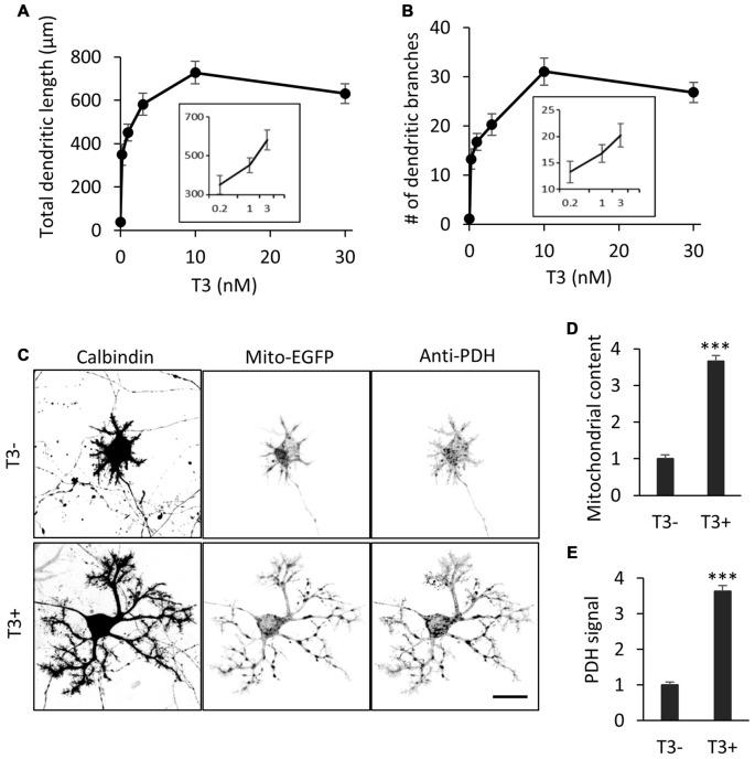 https://cdn.ncbi.nlm.nih.gov/pmc/blobs/b6f8/5422430/cd92ceb3c58c/fncel-11-00133-g0001.jpg