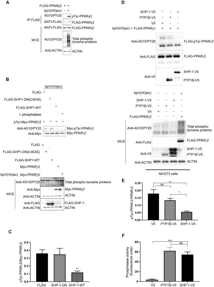 https://cdn.ncbi.nlm.nih.gov/pmc/blobs/b6fc/11253886/5200682f14bd/TMCB_A_2354959_F0002_B.jpg