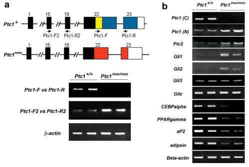 https://cdn.ncbi.nlm.nih.gov/pmc/blobs/b6fc/2238183/ceac88cb3067/ijbsv04p0029g03.jpg