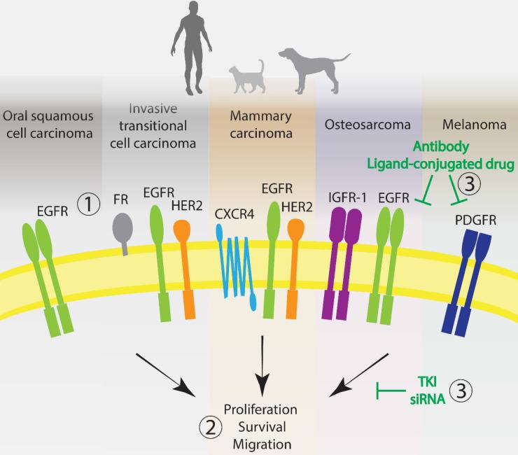 https://cdn.ncbi.nlm.nih.gov/pmc/blobs/b705/7914358/0d81f8b3ff6a/thnov11p3882g002.jpg