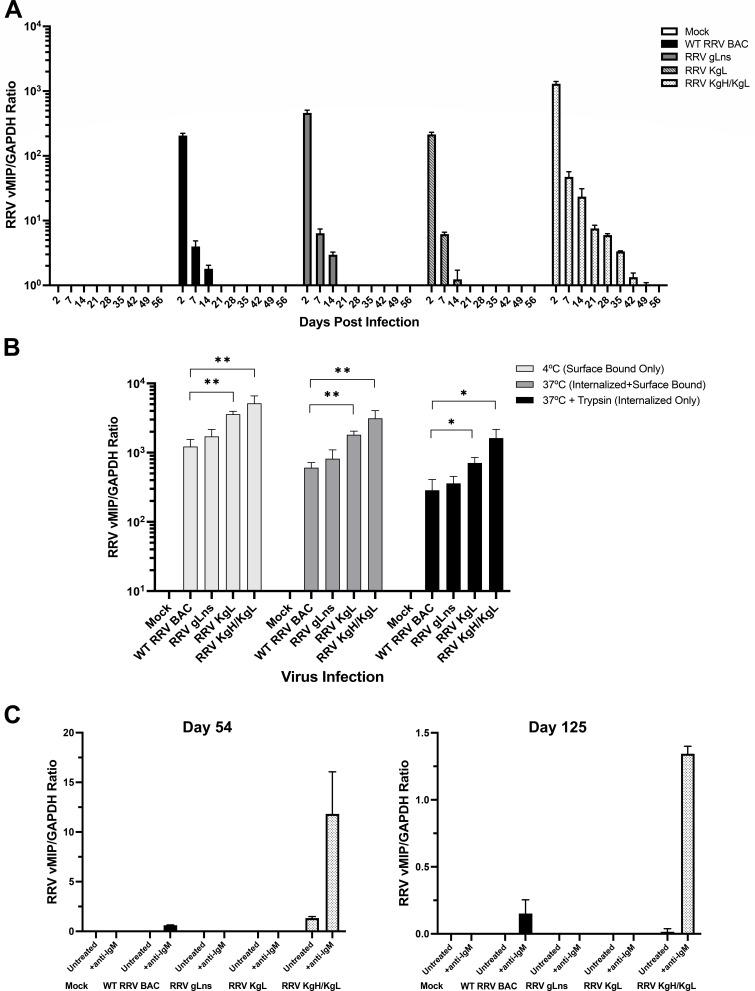 https://cdn.ncbi.nlm.nih.gov/pmc/blobs/b706/11852781/3aeb4af965e5/jvi.01923-24.f005.jpg