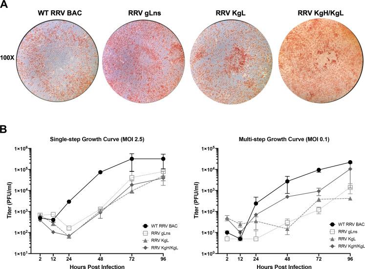 https://cdn.ncbi.nlm.nih.gov/pmc/blobs/b706/11852781/fc9ff7a38baf/jvi.01923-24.f004.jpg