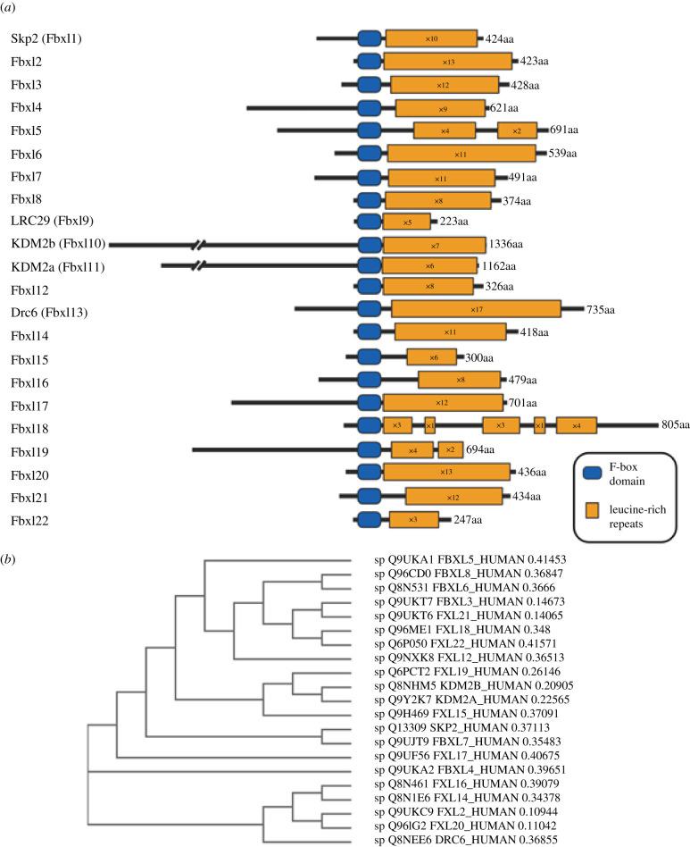 https://cdn.ncbi.nlm.nih.gov/pmc/blobs/b706/7729025/86a295587952/rsob-10-200319-g2.jpg