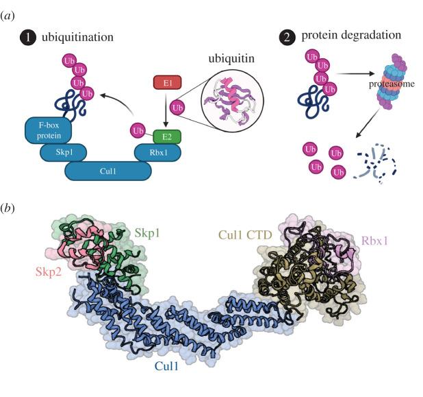 https://cdn.ncbi.nlm.nih.gov/pmc/blobs/b706/7729025/cb14f3870755/rsob-10-200319-g1.jpg