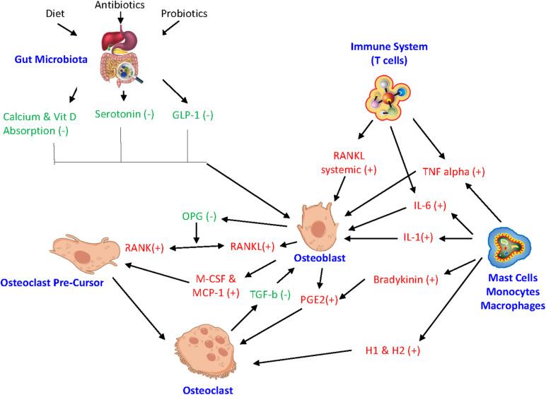 https://cdn.ncbi.nlm.nih.gov/pmc/blobs/b711/7874051/1d99f201f4f4/fphys-11-511799-g002.jpg
