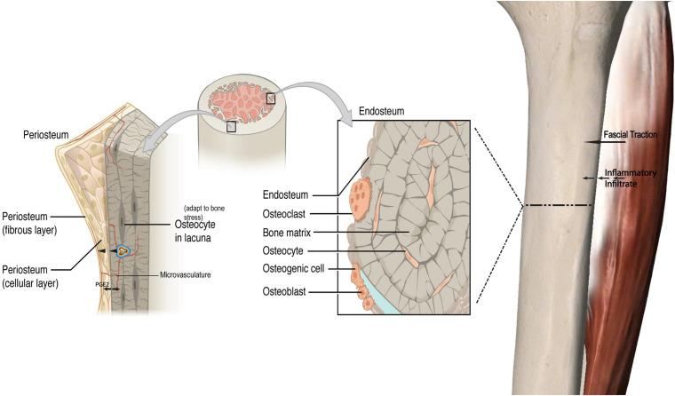 https://cdn.ncbi.nlm.nih.gov/pmc/blobs/b711/7874051/39f208462b19/fphys-11-511799-g001.jpg