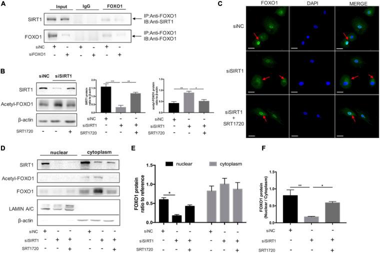 https://cdn.ncbi.nlm.nih.gov/pmc/blobs/b712/7876093/70a9290b7414/fcell-09-598364-g006.jpg