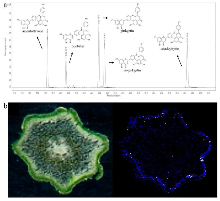 https://cdn.ncbi.nlm.nih.gov/pmc/blobs/b713/11478198/b27f98fa4bd9/molecules-29-04634-g006.jpg