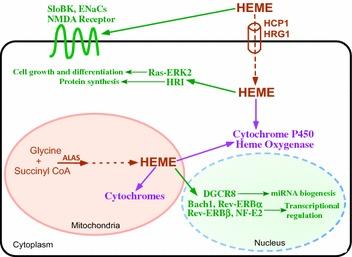 https://cdn.ncbi.nlm.nih.gov/pmc/blobs/b713/4728164/a08de81634dd/40169_2016_82_Fig4_HTML.jpg