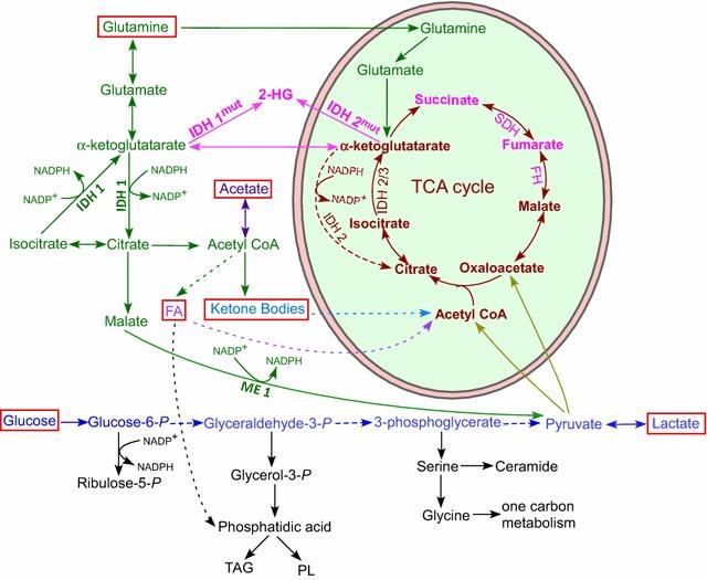 https://cdn.ncbi.nlm.nih.gov/pmc/blobs/b713/4728164/c313434850bc/40169_2016_82_Fig2_HTML.jpg