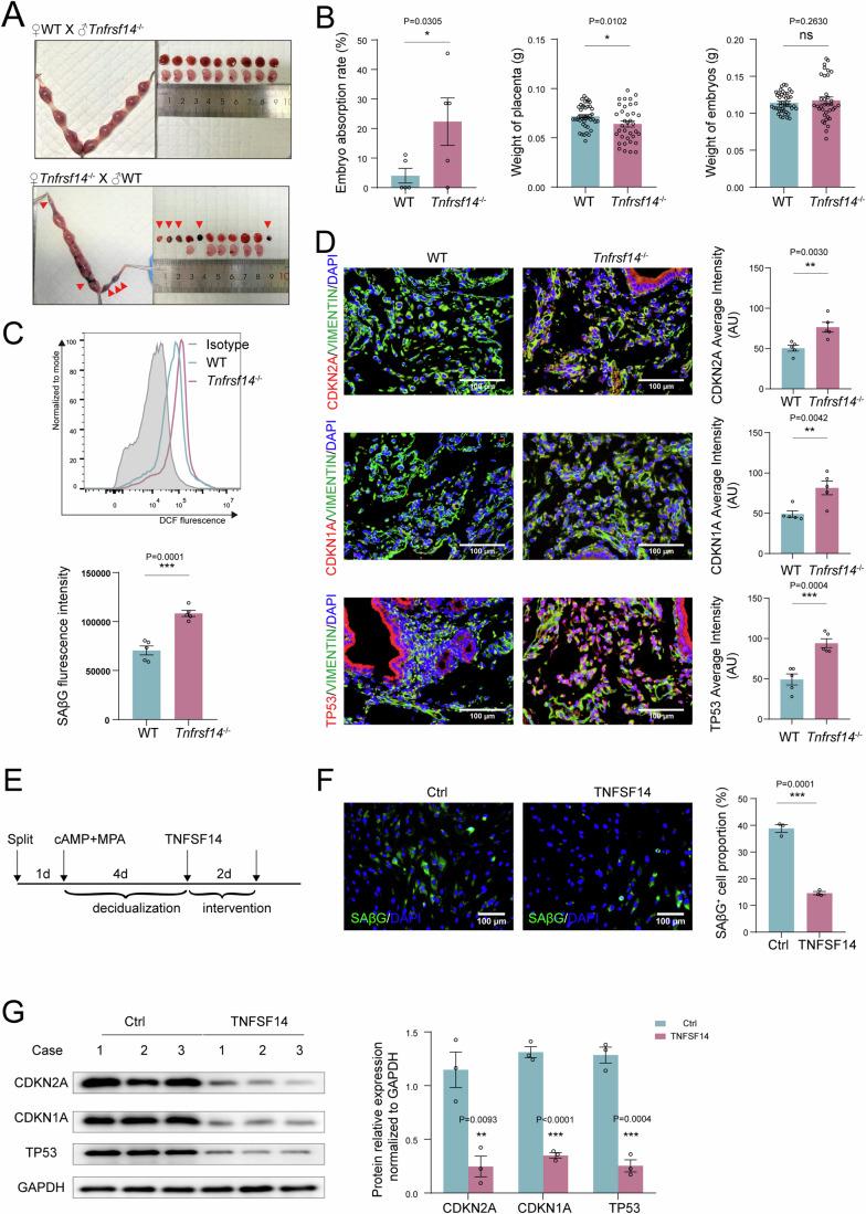 https://cdn.ncbi.nlm.nih.gov/pmc/blobs/b716/11535022/e39fb61a1e39/44318_2024_220_Fig5_HTML.jpg