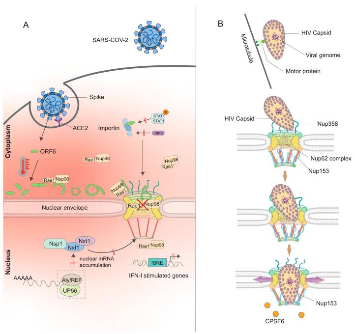 https://cdn.ncbi.nlm.nih.gov/pmc/blobs/b71a/11860923/1069f96d9f0e/viruses-17-00151-g003.jpg