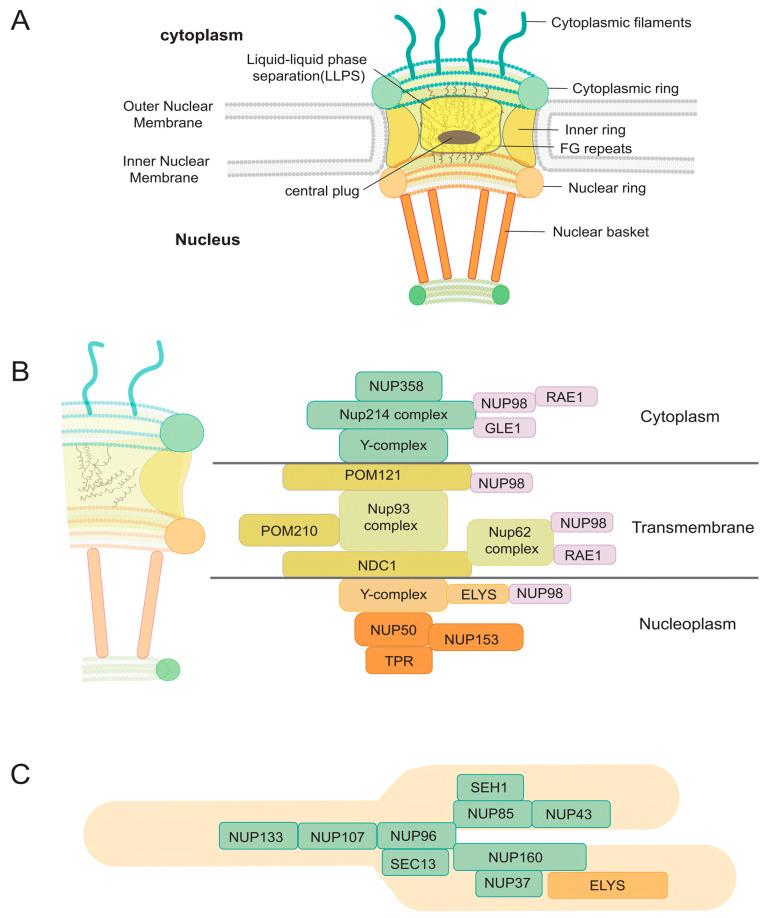https://cdn.ncbi.nlm.nih.gov/pmc/blobs/b71a/11860923/a96213809ccd/viruses-17-00151-g001.jpg