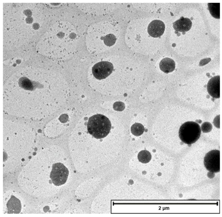 https://cdn.ncbi.nlm.nih.gov/pmc/blobs/b71a/12195791/f736d352b5e3/pharmaceutics-17-00709-g007.jpg