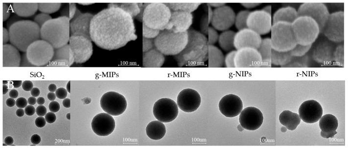 https://cdn.ncbi.nlm.nih.gov/pmc/blobs/b71b/12024939/009b5834daa2/biosensors-15-00226-g002.jpg