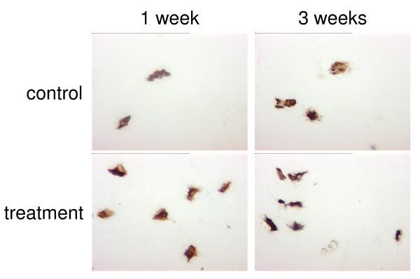 https://cdn.ncbi.nlm.nih.gov/pmc/blobs/b71b/2921357/152338750b17/1472-6882-10-43-3.jpg