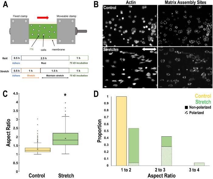 https://cdn.ncbi.nlm.nih.gov/pmc/blobs/b71b/8108514/0d4987775e81/mbc-32-739-g007.jpg