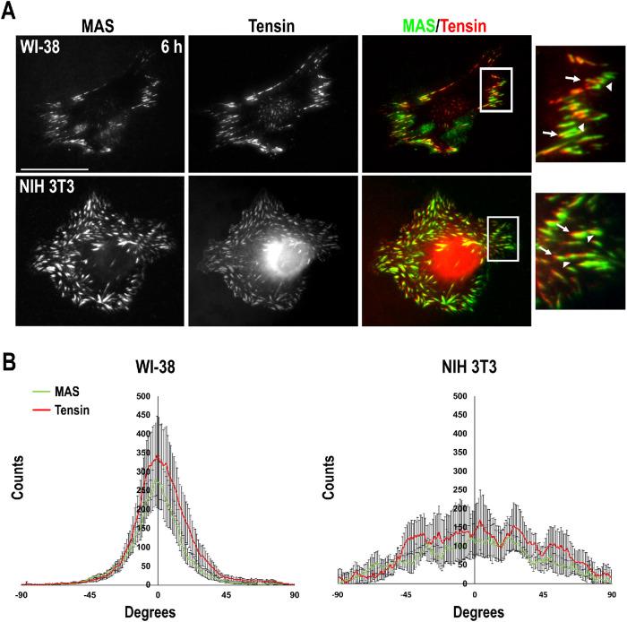 https://cdn.ncbi.nlm.nih.gov/pmc/blobs/b71b/8108514/5b3ee8f732dd/mbc-32-739-g003.jpg