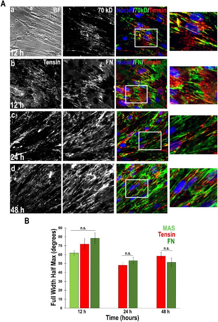 https://cdn.ncbi.nlm.nih.gov/pmc/blobs/b71b/8108514/6ddbf1fb8347/mbc-32-739-g004.jpg