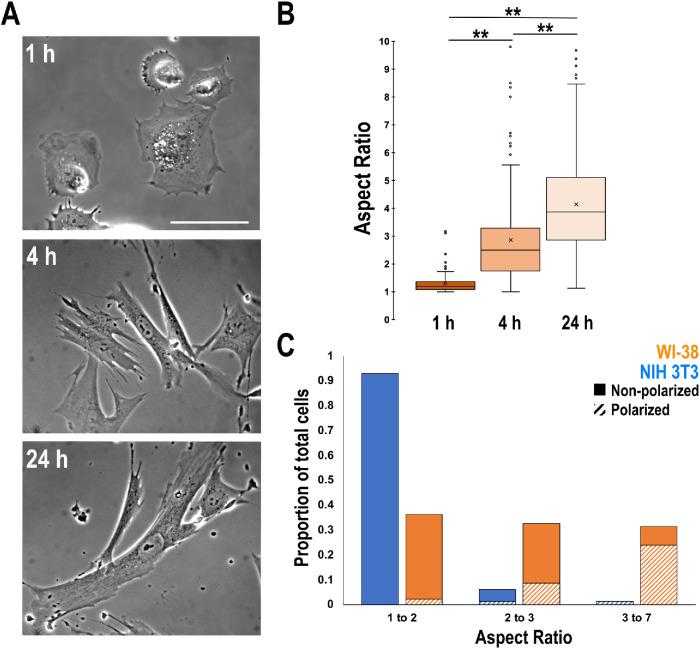 https://cdn.ncbi.nlm.nih.gov/pmc/blobs/b71b/8108514/a5aebf9351ed/mbc-32-739-g005.jpg