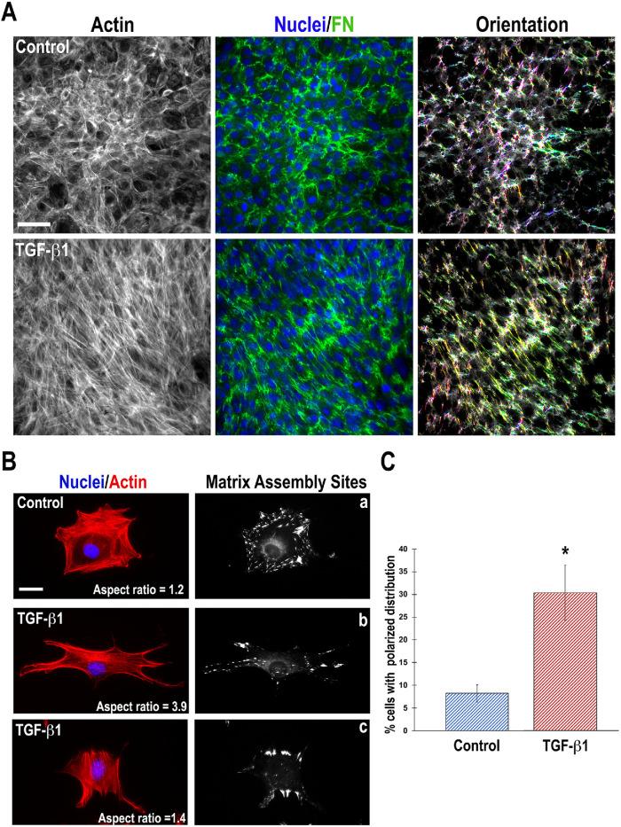 https://cdn.ncbi.nlm.nih.gov/pmc/blobs/b71b/8108514/f0e3d586b342/mbc-32-739-g008.jpg