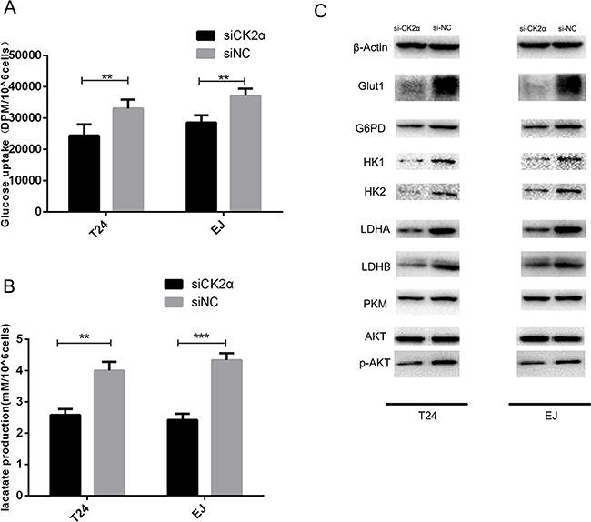 https://cdn.ncbi.nlm.nih.gov/pmc/blobs/b720/5349994/9426392cebfc/oncotarget-07-87361-g004.jpg