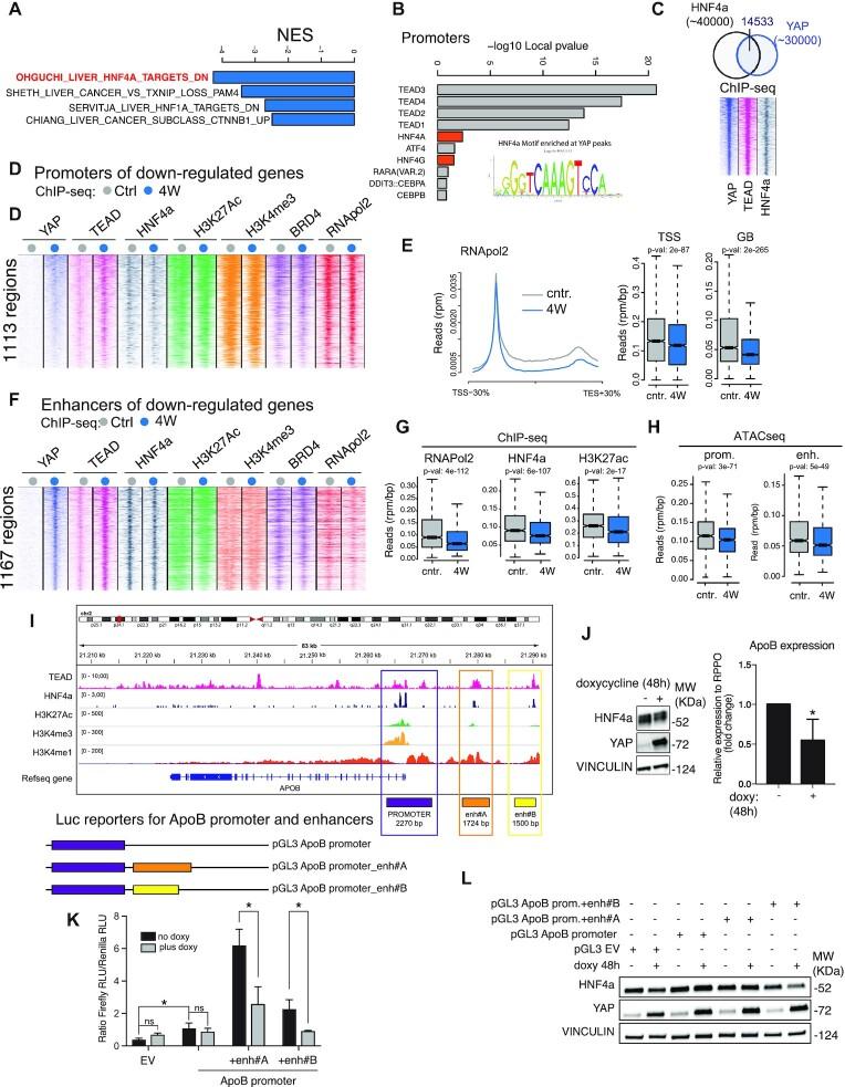 https://cdn.ncbi.nlm.nih.gov/pmc/blobs/b721/9371928/320331fc35ad/gkac624fig4.jpg