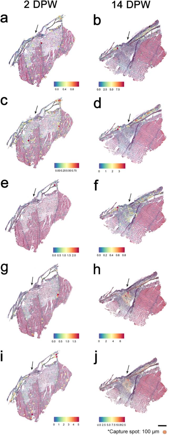 https://cdn.ncbi.nlm.nih.gov/pmc/blobs/b722/12036301/810c66ee7ea8/12915_2025_2196_Fig6_HTML.jpg
