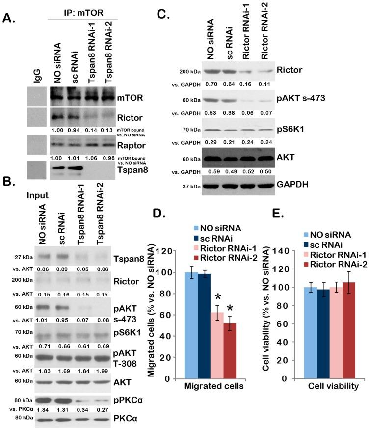 https://cdn.ncbi.nlm.nih.gov/pmc/blobs/b728/4394480/8208338e5225/ijms-16-05363-g004.jpg
