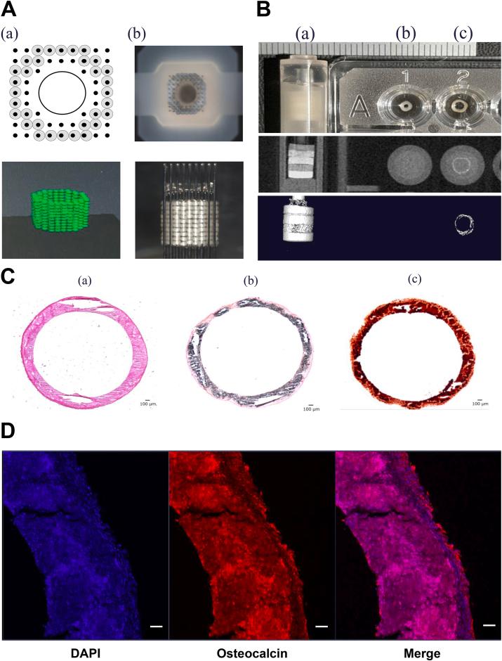 https://cdn.ncbi.nlm.nih.gov/pmc/blobs/b729/10878834/a2855ba6d135/gr3.jpg