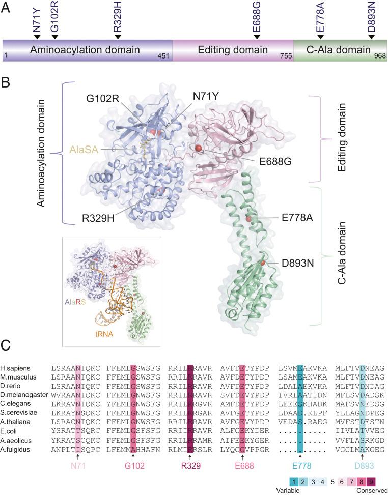 https://cdn.ncbi.nlm.nih.gov/pmc/blobs/b729/8020758/5690381b38b3/pnas.2012898118fig01.jpg