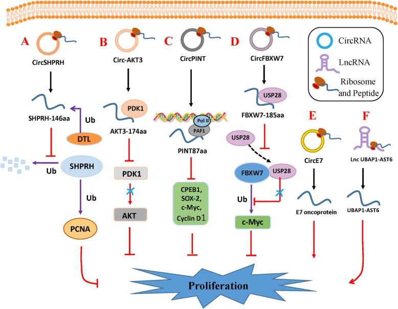 https://cdn.ncbi.nlm.nih.gov/pmc/blobs/b72d/6998289/1d42648f28b1/12943_2020_1147_Fig1_HTML.jpg