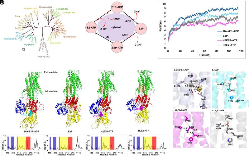 https://cdn.ncbi.nlm.nih.gov/pmc/blobs/b730/11745376/dc25e1817a67/pnas.2403689122fig01.jpg